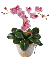 Pianta di