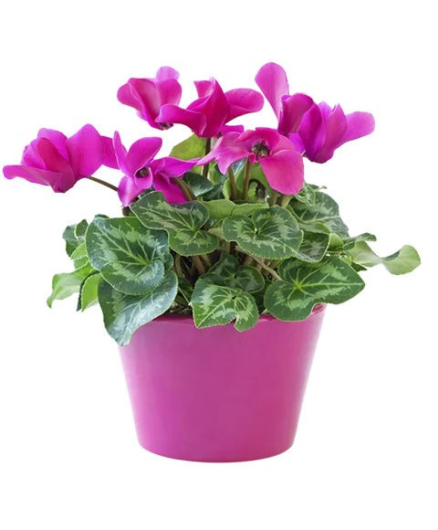 pianta