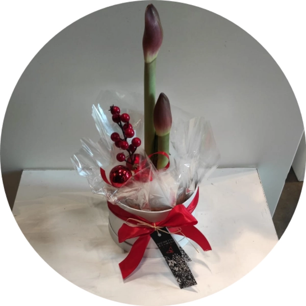 Cappelliera natalizia