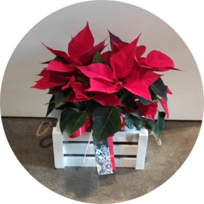 Casetta  stelle natale