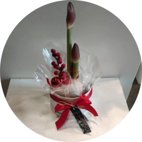 Cappelliera natalizia con pianta amarillis