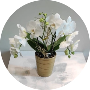 Pianta Orchidea bianca 